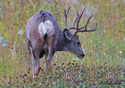 Odocoileus hemionus